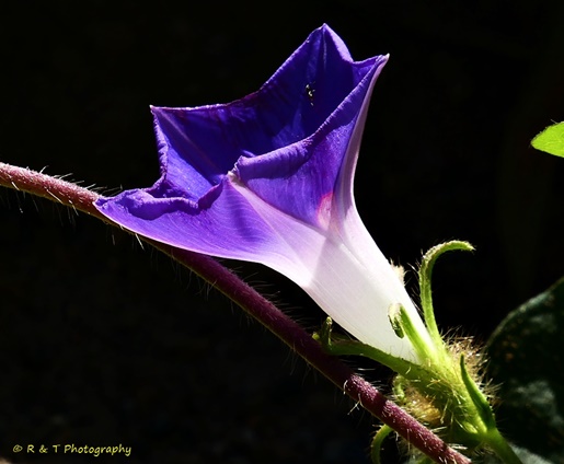 {Ipomoea hederacea}